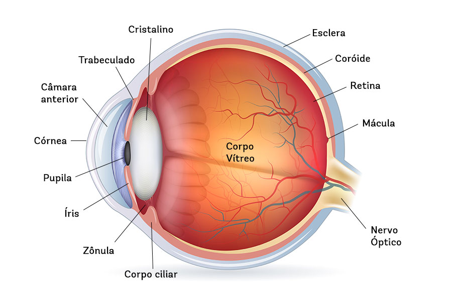 Figura que indica a anatomia do olho